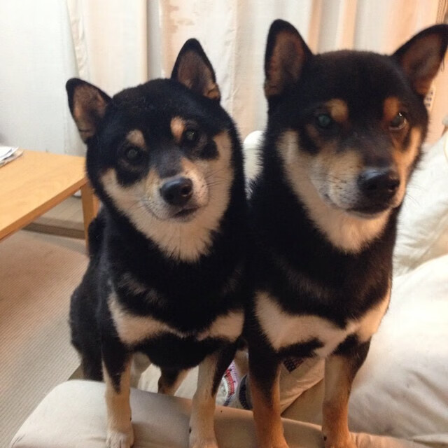 全国跳水系列赛广州站精彩不断,广州跳水比赛